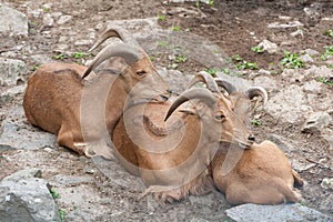 Wild brown goats - Sumatran serow Capricornis sumatraensis