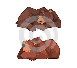 Wild Brown Grizzly Bear as Forest Habitant Lying and Sleeping Vector Set