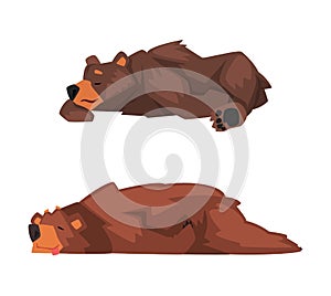 Wild Brown Grizzly Bear as Forest Habitant Lying and Sleeping Vector Set