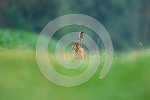 Brown Hare in the grass