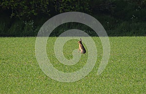 A wild brown hare in a recently sown wheat field