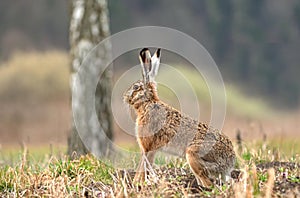 Wild brown hare sitting in a field