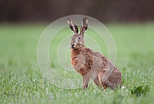 Wild brown hare sitting in a grass