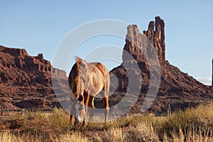 Wild Brown Horse in the desert with Red Rock Mountain Landscape in Background