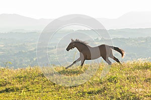 Wild brown horse run in meadow