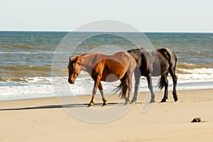 A Wild Brown Horse Walking Ahead of a Wild Black Horse on a Beach at Corolla, North Carolina