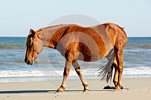 A Wild Brown Horse Walking on A Beach Alongside the Breaking Waves at Corolla, North Carolina