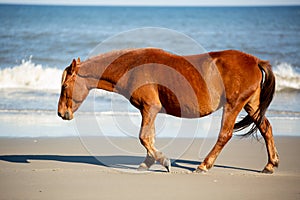 A Wild Brown Horse Walking on the Beach Parallel to a Low Breaking Wave at Corolla, North Carolina