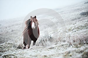 Wild brown horse on a welsh mountain