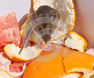 A wild brown house mouse eating orange peels.