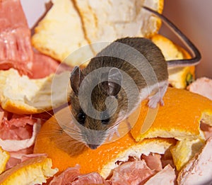 A wild brown house mouse, Mus musculus, facing the camera on top of citrus rinds.