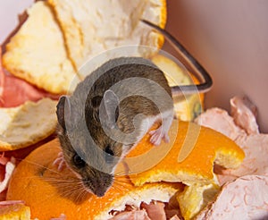 A wild brown house mouse perched on top of orange peels looking at you.