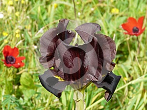 Wild Brown Iris of Israel - Iris atrofusca