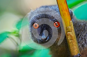 Wild brown lemur