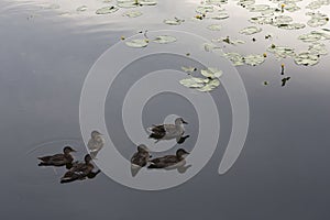 Wild brown mallard dabbling female ducks in a flock of six swimming on a pond water surface with Nymphae plants around