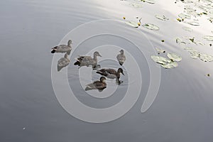 Wild brown mallard dabbling female ducks in a flock of six swimming on a pond water surface with Nymphae plants around