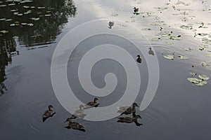 Wild brown mallard dabbling female ducks in a flock of ten swimming on a pond water surface with Nymphae plants around