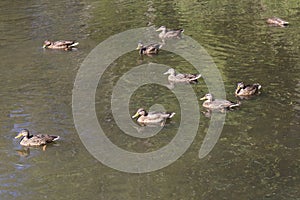 Wild brown mallard dabbling female ducks in large flock of nine swimming on a pond water surface