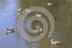 Wild brown mallard dabbling female ducks in large flock of nine swimming on a pond water surface