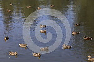 Wild brown mallard dabbling female ducks in a large flock of seventeen swimming on a pond water surface