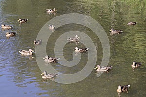 Wild brown mallard dabbling female ducks in a large flock of sixteen swimming on a pond water surface