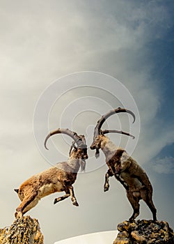 Wild brown mountain goat with huge horns