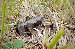 Wild Brown Mudbug Crayfish