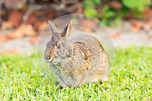 A wild brown North American rabbit laying down in a grass field. Close up