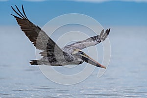 Wild Brown Pelican bird flying over the sea