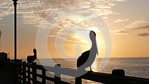 Wild brown pelican on pier, California ocean beach USA. Pelecanus big bird. Large bill beak. Sunset.