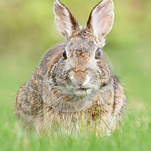 Wild Brown Rabbit Eating A Blade Of Grass In A Field