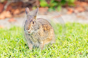 Wild brown rabbit in a green meadow