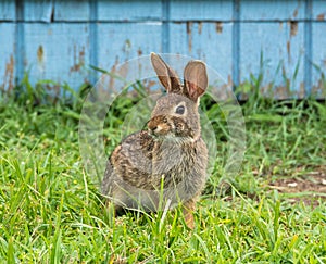 A wild brown rabbit outside in the sun in the state of Connecticut.