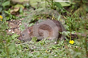 Wild Brown Rat