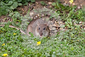 Wild Brown Rat