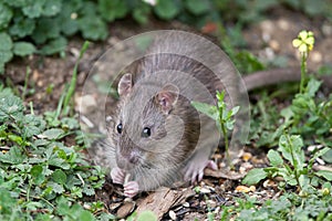 Wild Brown Rat