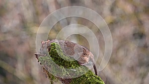A wild  brown rat on an old branch with green moss