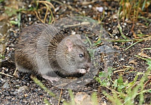 A wild Brown Rat, Rattus norvegicus, eating seads on the ground at the edge of a lake.