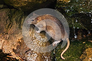 Wild brown rat, Rattus norvegicus, near burrow in stones. Rodent in natural habitat. Thirsty rat drinks from brook.