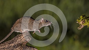 Wild brown rat about to leap