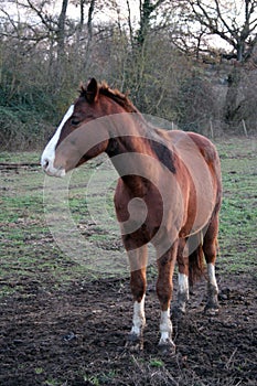 Wild brown stallion, with white spot on the snout, photographed closely. Perfect horse shape.