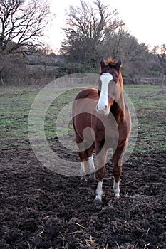 Wild brown stallion, with white spot on the snout, photographed closely. Perfect horse shape.