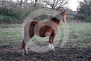 Wild brown stallion, with white spot on the snout, photographed closely. Perfect horse shape.