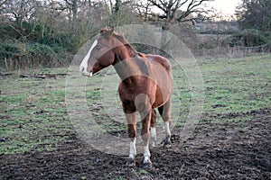 Wild brown stallion, with white spot on the snout, photographed closely. Perfect horse shape.