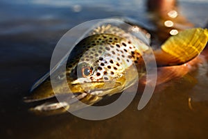 Wild Brown Trout