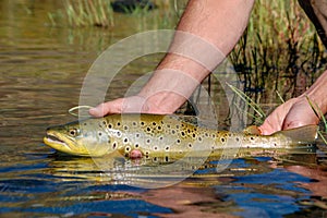 Wild brown trout caught and released on the Owyhee River, Oregon