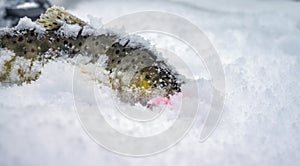 Wild Brown Trout caught in winter