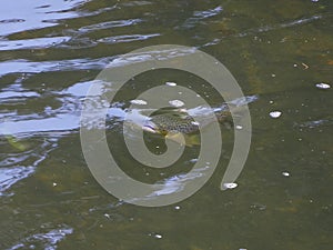 Wild brown trout / Salmo trutta taking a fly in the river.