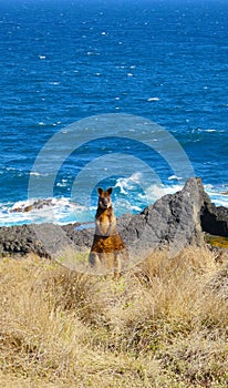 Wild brown wallaby by the seaside in Victoria, Australia