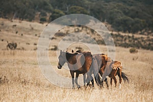 Wild brumbies in the plains of Snowy Mountains